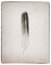 Feather II BW Poster Print by Debra Van Swearingen - Item # VARPDX22286